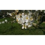 Zdjęcia użytkowników Xiaomi Redmi Pro