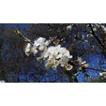 Zdjęcia użytkowników Xiaomi Redmi Pro