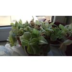 Zdjęcia użytkowników Xiaomi Redmi Pro