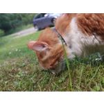 Zdjęcia użytkowników Xiaomi Redmi S2