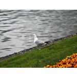 Zdjęcia użytkowników Xiaomi 14 Ultra