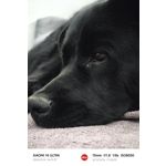 Zdjęcia użytkowników Xiaomi 14 Ultra