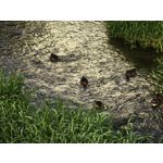 Zdjęcia użytkowników Xiaomi 14T