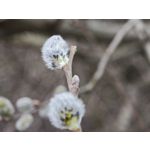 Zdjęcia użytkowników Xiaomi 15 Ultra