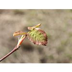 Zdjęcia użytkowników Xiaomi 15 Ultra