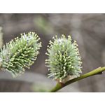 Zdjęcia użytkowników Xiaomi 15 Ultra