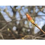 Zdjęcia użytkowników Xiaomi 15 Ultra