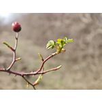 Zdjęcia użytkowników Xiaomi 15 Ultra