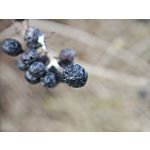 Zdjęcia użytkowników Xiaomi 15 Ultra