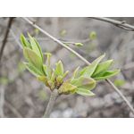 Zdjęcia użytkowników Xiaomi 15 Ultra