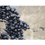 Zdjęcia użytkowników Xiaomi 15 Ultra