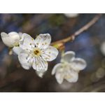 Zdjęcia użytkowników Xiaomi 15 Ultra