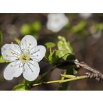 Zdjęcia użytkowników Xiaomi 15 Ultra