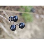 Zdjęcia użytkowników Xiaomi 15 Ultra