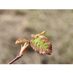 Zdjęcia użytkowników Xiaomi 15 Ultra