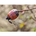 Zdjęcia użytkowników Xiaomi 15 Ultra