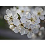 Zdjęcia użytkowników Xiaomi 15 Ultra