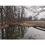 Zdjęcia użytkowników Xiaomi 15