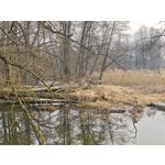 Zdjęcia użytkowników Xiaomi 15