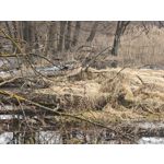 Zdjęcia użytkowników Xiaomi 15