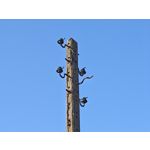 Zdjęcia użytkowników Xiaomi 15