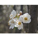 Zdjęcia użytkowników Xiaomi 15