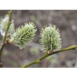 Zdjęcia użytkowników Xiaomi 15