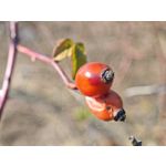 Zdjęcia użytkowników Xiaomi 15