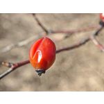 Zdjęcia użytkowników Xiaomi 15