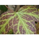 Zdjęcia użytkowników Xiaomi 15