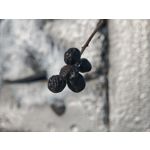 Zdjęcia użytkowników Xiaomi 15