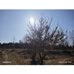 Zdjęcia użytkowników Xiaomi 15