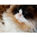 Zdjęcia użytkowników Xiaomi 17 Ultra
