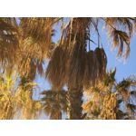 Zdjęcia użytkowników Xiaomi 17 Ultra