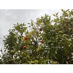 Zdjęcia użytkowników Xiaomi 17 Ultra