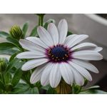 Zdjęcia użytkowników Xiaomi 17T Pro
