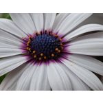 Zdjęcia użytkowników Xiaomi 17T Pro