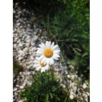 Zdjęcia użytkowników Xiaomi 17T