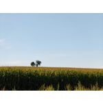 Zdjęcia użytkowników Xiaomi 17T
