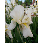 Zdjęcia użytkowników Zopo C2 Platinum Zdjęcia użytkowników Zopo C2 Platinum