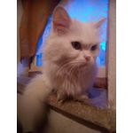 ZDJĘCIA Z TEGO TELEFONU