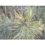 Zdjęcia użytkowników ZTE Grand X IN Zdjęcia użytkowników ZTE Grand X IN