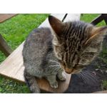 Zdjęcia użytkowników ZTE Nubia M2 Lite