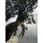 Zdjęcia użytkowników ZTE Nubia M2 Lite