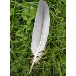 Zdjęcia użytkowników ZTE Nubia M2 Lite