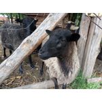 Zdjęcia użytkowników ZTE Nubia M2 Lite