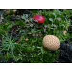 Zdjęcia użytkowników ZTE Nubia M2 Lite