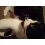 Zdjęcia użytkowników ZTE Nubia M2 Lite