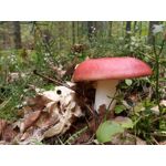 Zdjęcia użytkowników ZTE Nubia M2 Lite