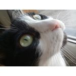 Zdjęcia użytkowników ZTE Nubia M2 Lite